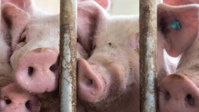 Schweine in einem Schweinestall im baden-württembergischen Böhmenkirch. Die Haltung von Nutztieren geht in Deutschland kontinuierlich zurück. (Foto: Marijan Murat/dpa)