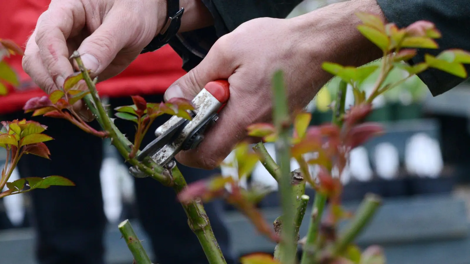 Der Rückschnitt der Rosen sollte ungefähr zur Zeit der Forsythienblüte erfolgen. Früher könnten die Rosen sonst Frostschäden erleiden. (Foto: Andrea Warnecke/dpa-tmn)