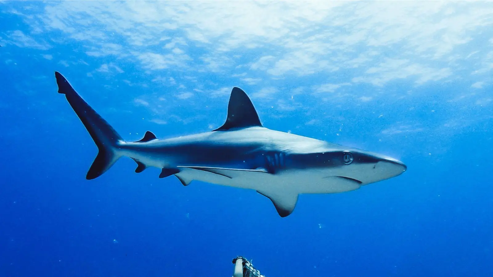 Westaustralien ist berühmt-berüchtigt für Haiattacken. (Symbolbild) (Foto: Global Finprint/Nature/dpa)