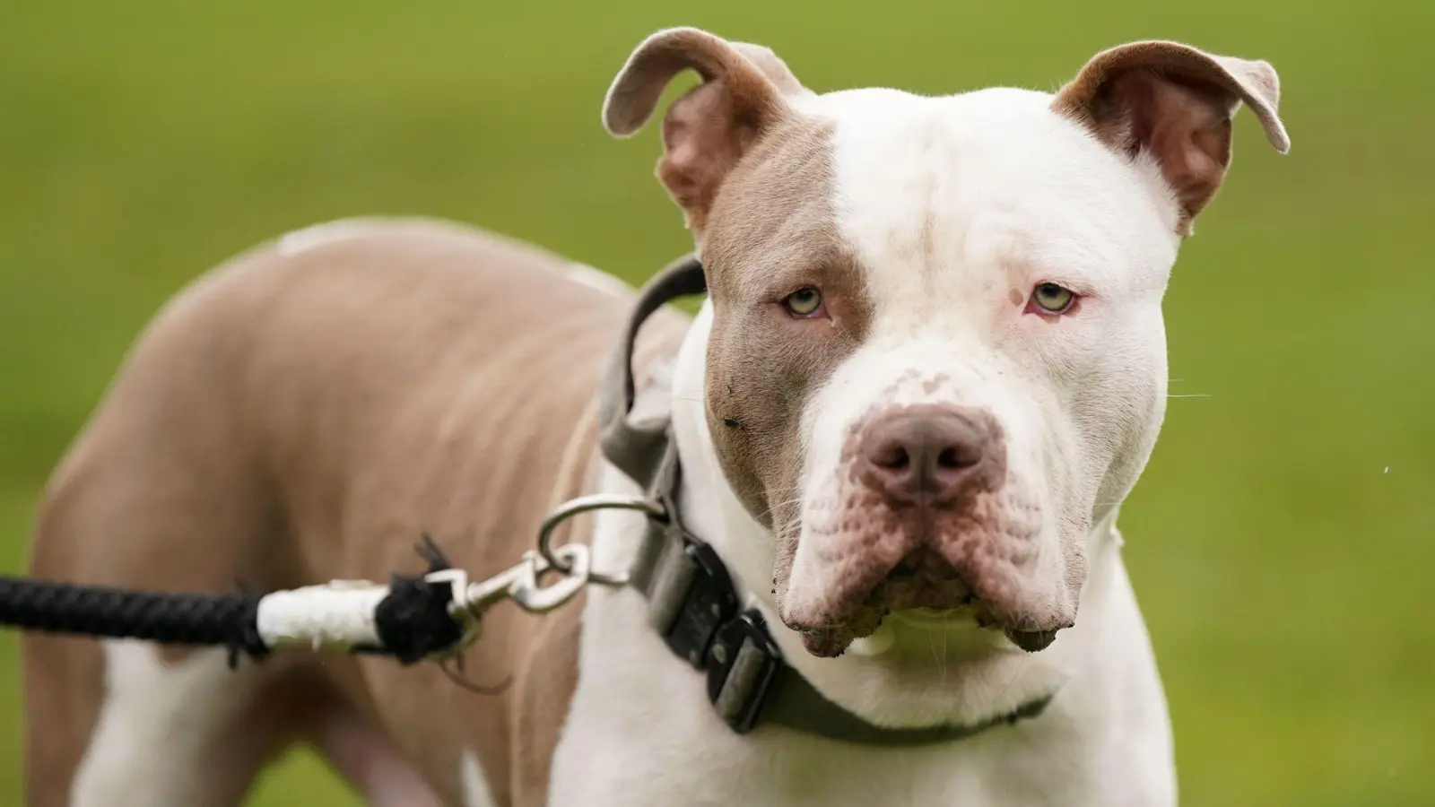 Die Haltung sogenannter XL Bullys ist in England nur noch unter strengen Vorgaben erlaubt. (Archivbild) (Foto: Jacob King/Press Association/dpa)