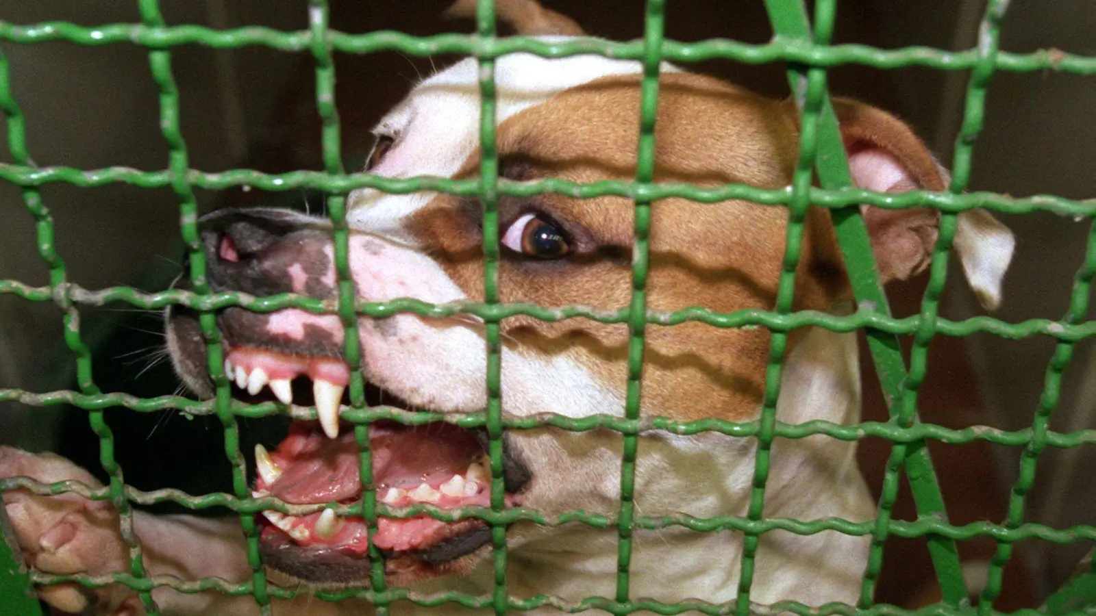 Ein Pitbull hat auf Mallorca seinen eigenen Halter schwer verletzt. Der Deutsche musste in ein Krankenhaus gebracht werden. (Archivbild) (Foto: picture alliance / dpa)