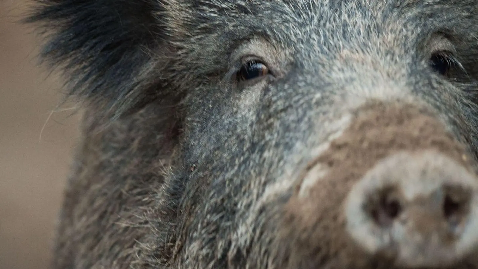 Ein Wildschwein schaut aus einem Wildschweingehege zum Fotografen. (Foto: Lino Mirgeler/dpa/Archivbild)