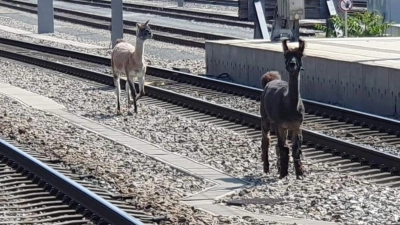 Lamas spazierten in Wien zwischen Bahngleisen. (Foto: Unbekannt/ÖBB/APA/dpa)