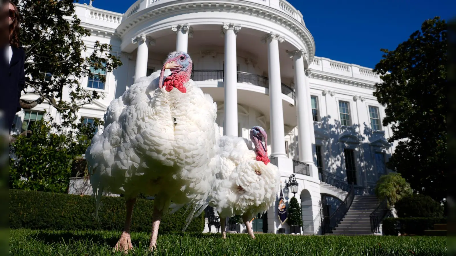 Die Truthähne Blossom (l) und Peach gehen auf dem Südrasen des Weißen Hauses, bevor sie von US-Präsident Biden während einer symbolischen Zeremonie begnadigt werden. (Foto: Susan Walsh/AP)