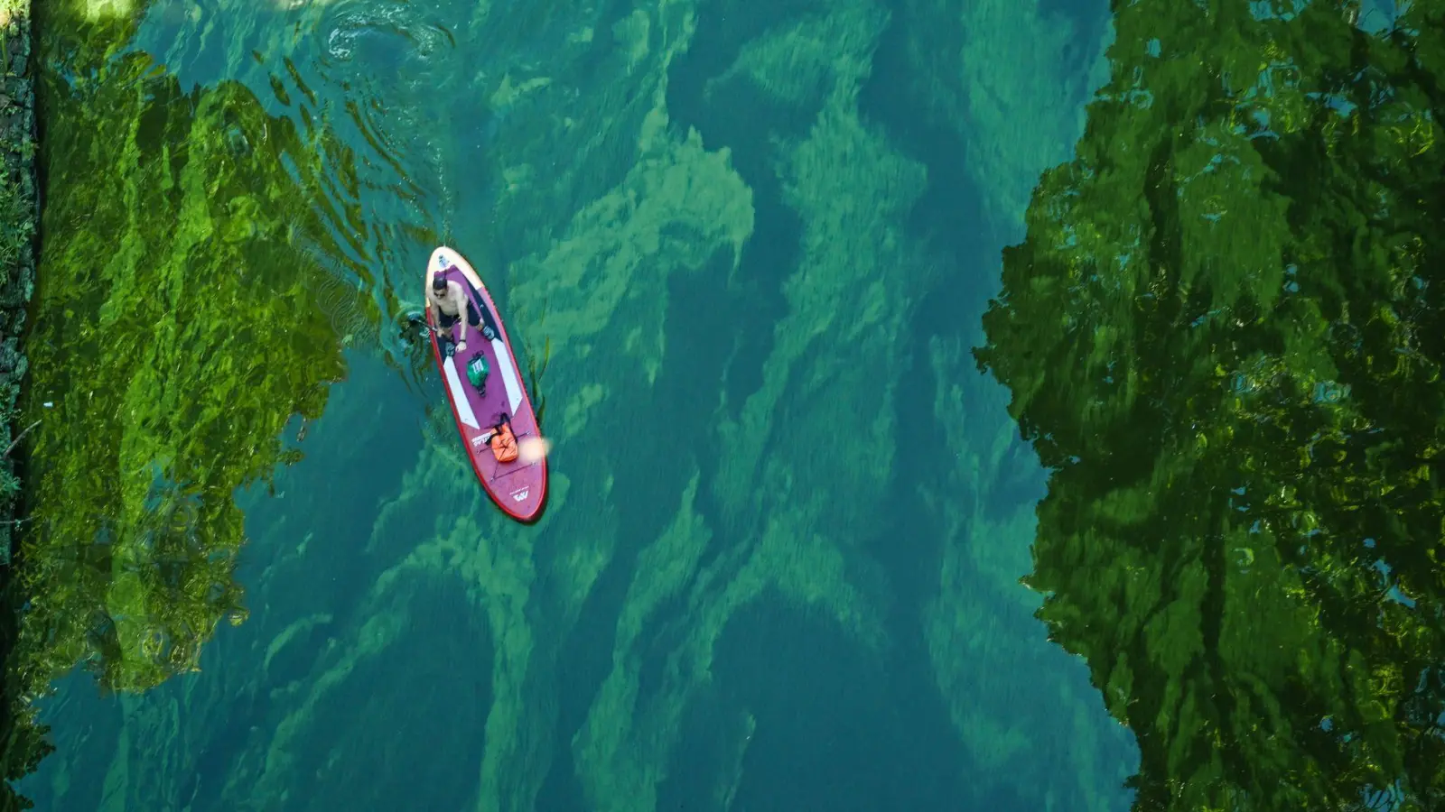 Blaualgenwarnung: Ist das Wasser grünlich und ist von Schlieren durchzogen, deutet dies auf gefährliche Cyanobakterien hin – Schwimmverbote sollten unbedingt beachtet werden. (Foto: Soeren Stache/dpa/dpa-tmn)