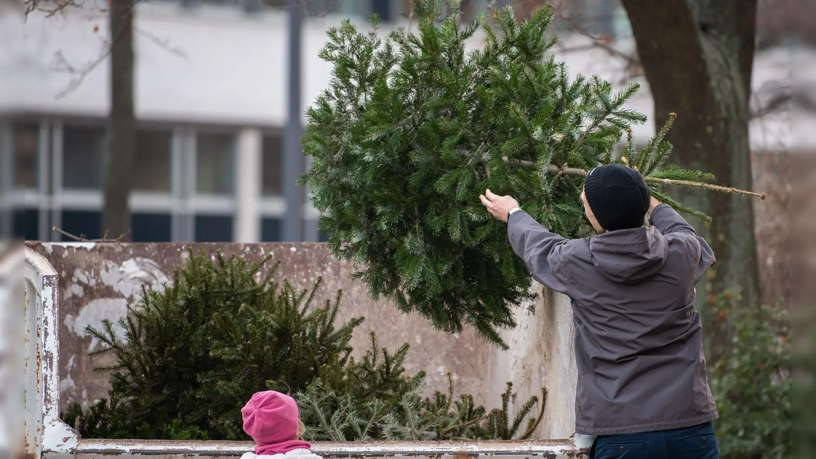 Entsorgen, aber richtig: Am besten informiert man sich auf der Website des örtlichen Abfallentsorgers, wo der Weihnachtsbaum hingehört. (Foto: Robert Michael/dpa/dpa-tmn)