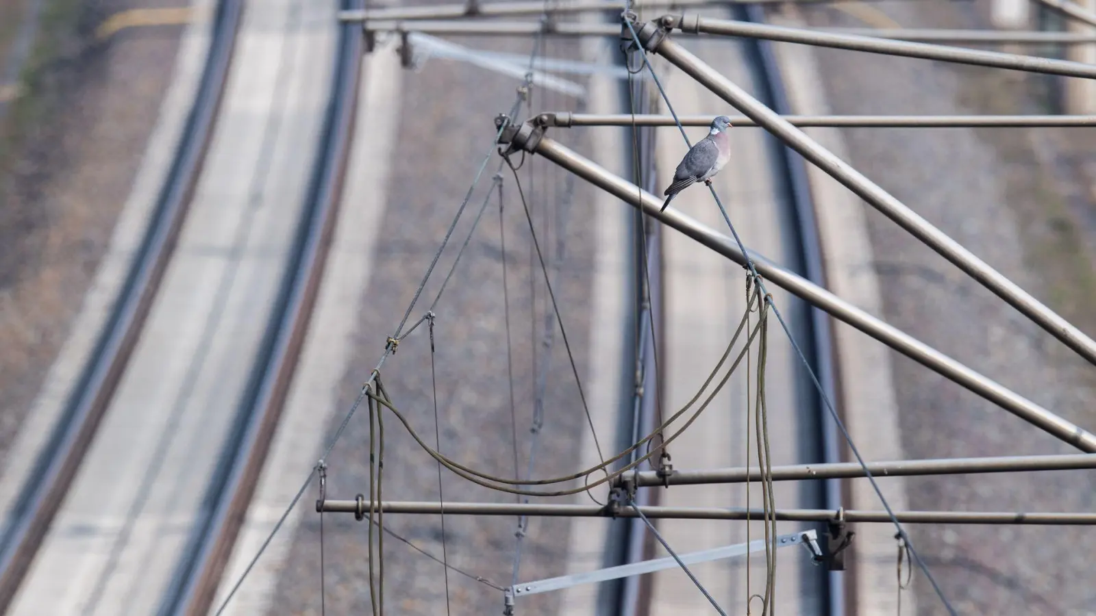 Wer eine Bahn-Oberleitung berührt oder ihr zu nahe kommt, begibt sich in Lebensgefahr. (Archivbild) (Foto: Julian Stratenschulte/dpa)