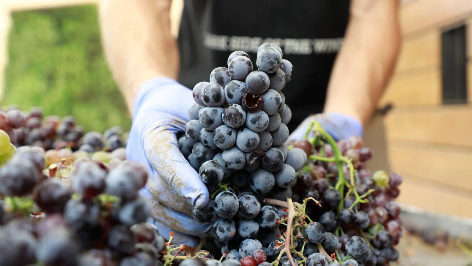 Mal etwas Neues ausprobieren? Mit einer Saisonarbeit wie etwa bei der Weinlese ist das möglich. (Foto: Clara Margais/dpa/dpa-tmn)