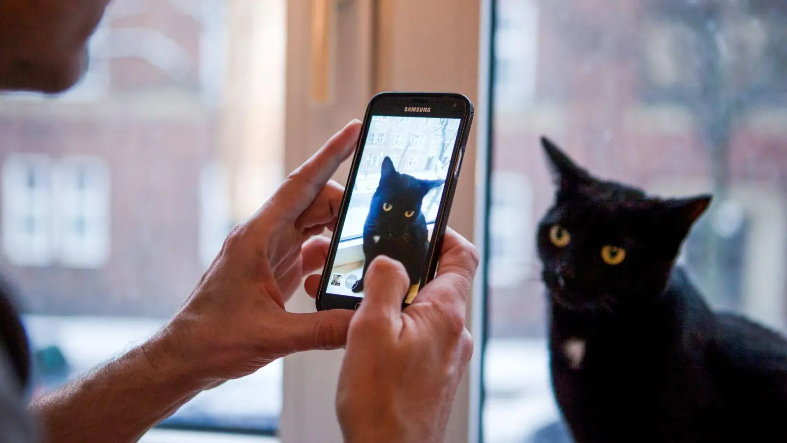 Die Deutschen lieben Katzen: Fast ein Drittel der Bevölkerung besitzt mindestens eine. Viele dieser Katzen haben sogar einen eigenen Social-Media-Account. (Foto: Silvia Marks/dpa-tmn)