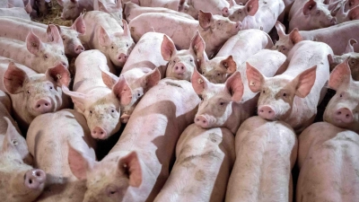 Schweine stehen eng aneinandergedrängt in einem Mastbetrieb. (Foto: Sina Schuldt/dpa/Symbolbild)