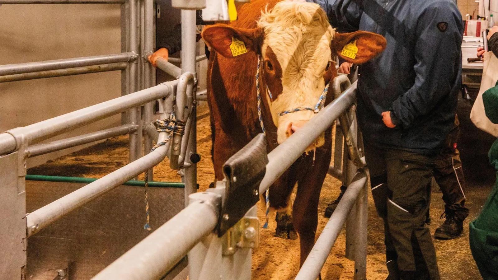 Von Station zu Station laufen die Tiere selbstständig durch die Rückschlagklappen bis in den Stall. (Foto: Evi Lemberger)