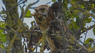 Gespreizte Federohren sind bei der Sumpfohreule nur bei Erregung zu sehen. Der Vogel blickt hier aus einem sicheren Versteck hervor. Eulen können den Kopf stark verdrehen. (Foto: Erwin Taube)