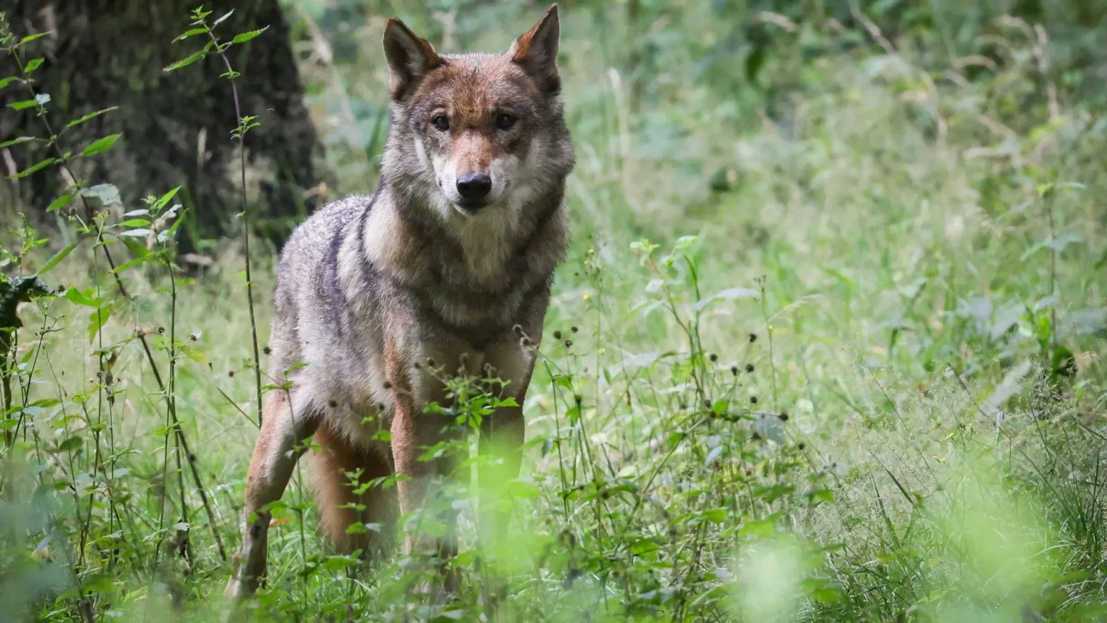 In Deutschland sind die Bundesländer für das Wolfsmanagement verantwortlich. Bisher genießen Wölfe einen hohen Schutzstatus. (Foto: Christian Charisius/dpa)