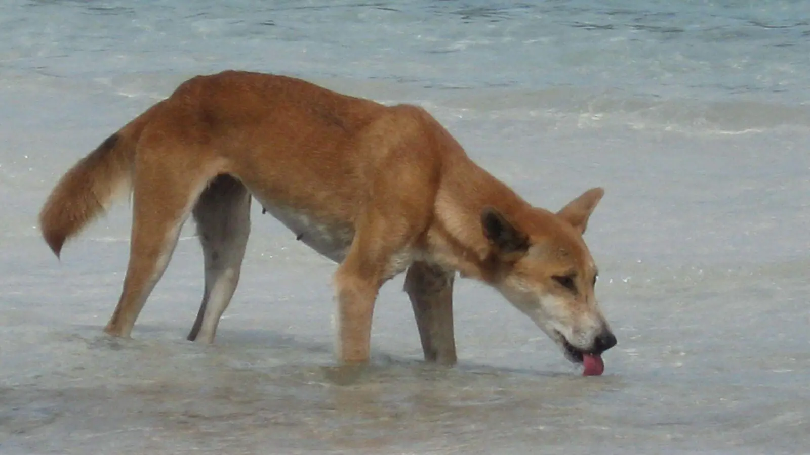 Die Dingos auf K&#39;gari sind eine Attraktion - aber auch gefährlich. (Archivbild) (Foto: Fraser Island Dingo Preservation/AAP/dpa)