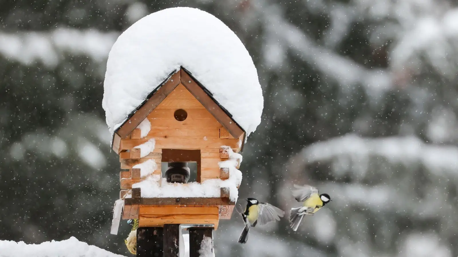 Vogelhäuschen und -kästen sind nicht nur zur Winterzeit eine Gartenfreude. (Foto: Jan Woitas/dpa-Zentralbild/dpa-tmn)