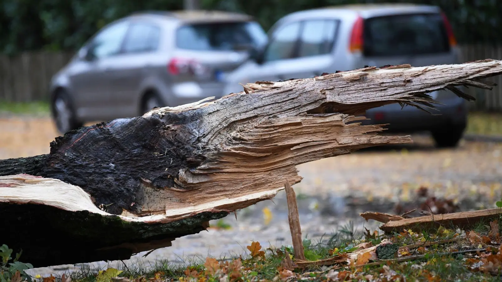 Wer haftet eigentlich, wenn auf einem städtischen Waldparkplatz ein Ast auf ein Auto fällt und dieses beschädigt? Eine Frage, die in einem Fall vor Gericht geklärt worden ist. (Foto: Ralf Hirschberger/dpa-Zentralbild/dpa-tmn)