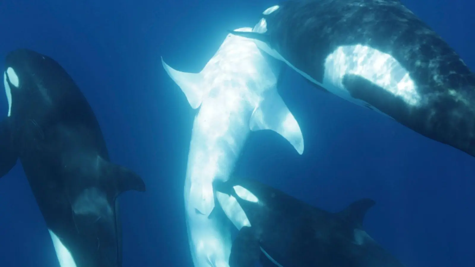 Die Orcas gehen gezielt auf den Bauch des Walhais. (Foto: Kelsey Williamson/-/dpa)