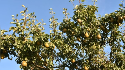 Ein Höhepunkt im Streuobstjahr: die Ernte der leckeren Früchte, die noch viele Inhaltsstoffe aufweisen, die moderne Plantagensorten nicht mehr haben. (Foto: Anita Dlugoß)