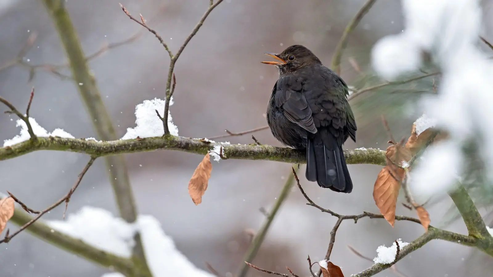 Gerade zur Verbreitung häufiger Arten wie der Amsel im Winter fehlen Daten (Archivbild). (Foto: Patrick Pleul/dpa-Zentralbild/dpa)