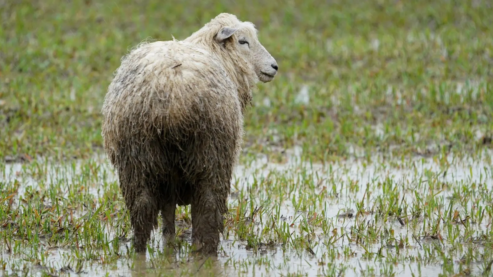 In Ansbach musste ein Schaf befreit werden, das im Schlamm feststeckte. (Symbolbild: Gareth Fuller/PA Wire/dpa)