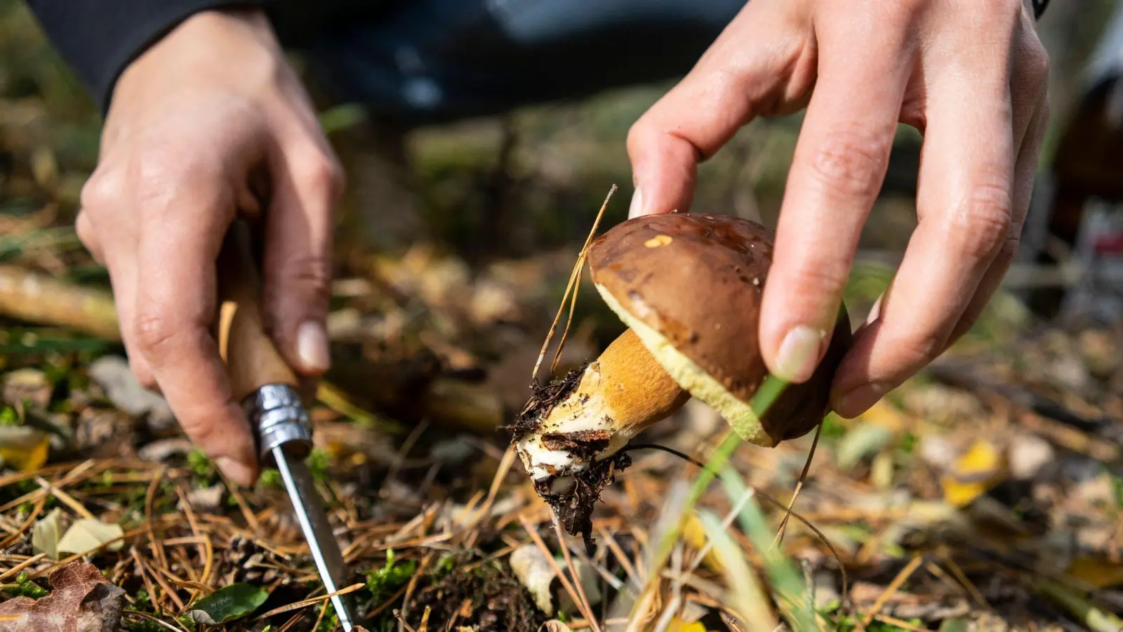 Ohne tiefere Kenntnisse sollten Pilze nicht einfach so gesammelt und verzehrt werden. (Foto: Robert Günther/dpa-tmn/dpa)