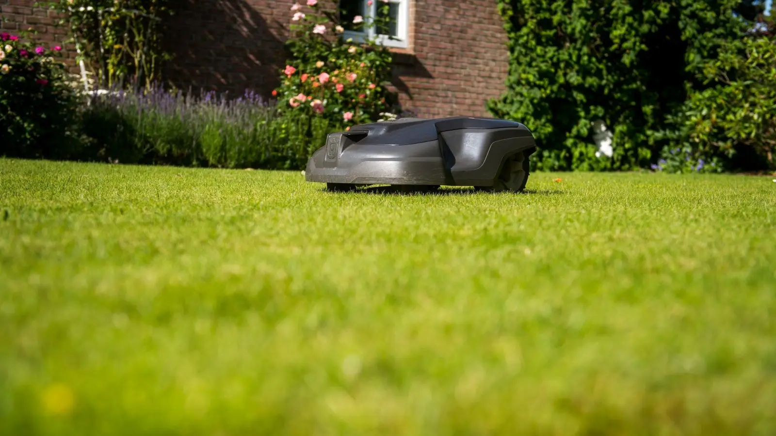 Der Mähroboter entfern alle ein bis zwei Tage nur ein wenig von den Halmen. „Im Prinzip ist das gar kein Mähen, sondern ein Kurzhalten“, sagt Rasen-Profi Harald Nonn. (Foto: Benjamin Nolte/dpa-tmn)