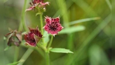 Das Sumpf-Blutauge wurde von der Loki Schmidt Stiftung zur „Blume des Jahres 2025“ auserkoren.  (Foto: Julian Denstorf/Loki Schmidt Stiftung/dpa)