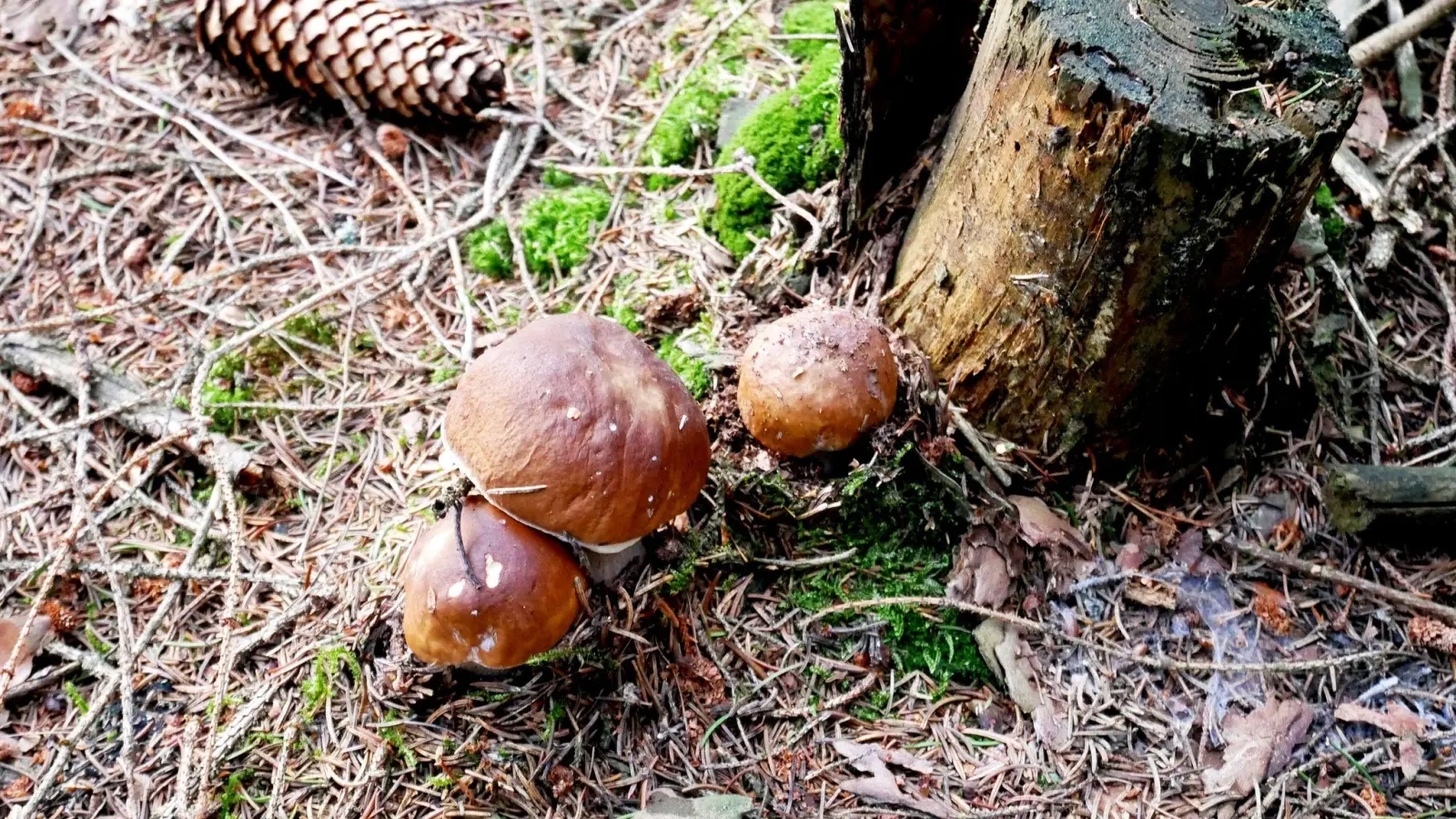 Macht Spaß, man sollte sich aber auskennen: Pilze sammeln. (Foto: Brigitte Geiselhart/dpa-tmn)