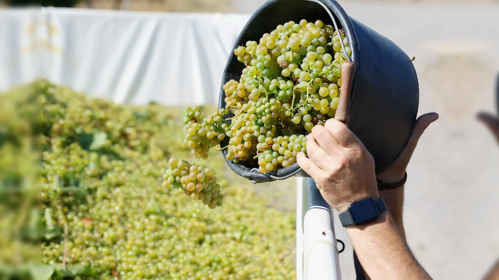 Der Weinbau ist in der Krise. (Archivbild) (Foto: Heiko Becker/dpa)