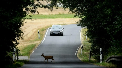 Glück gehabt: In diesem Fall ist noch viel Zeit, rechtzeitig abzubremsen. Doch gerade im Herbst steigt die Gefahr von Wildunfällen wieder stark an. (Foto: Arne Dedert/dpa/dpa-tmn)