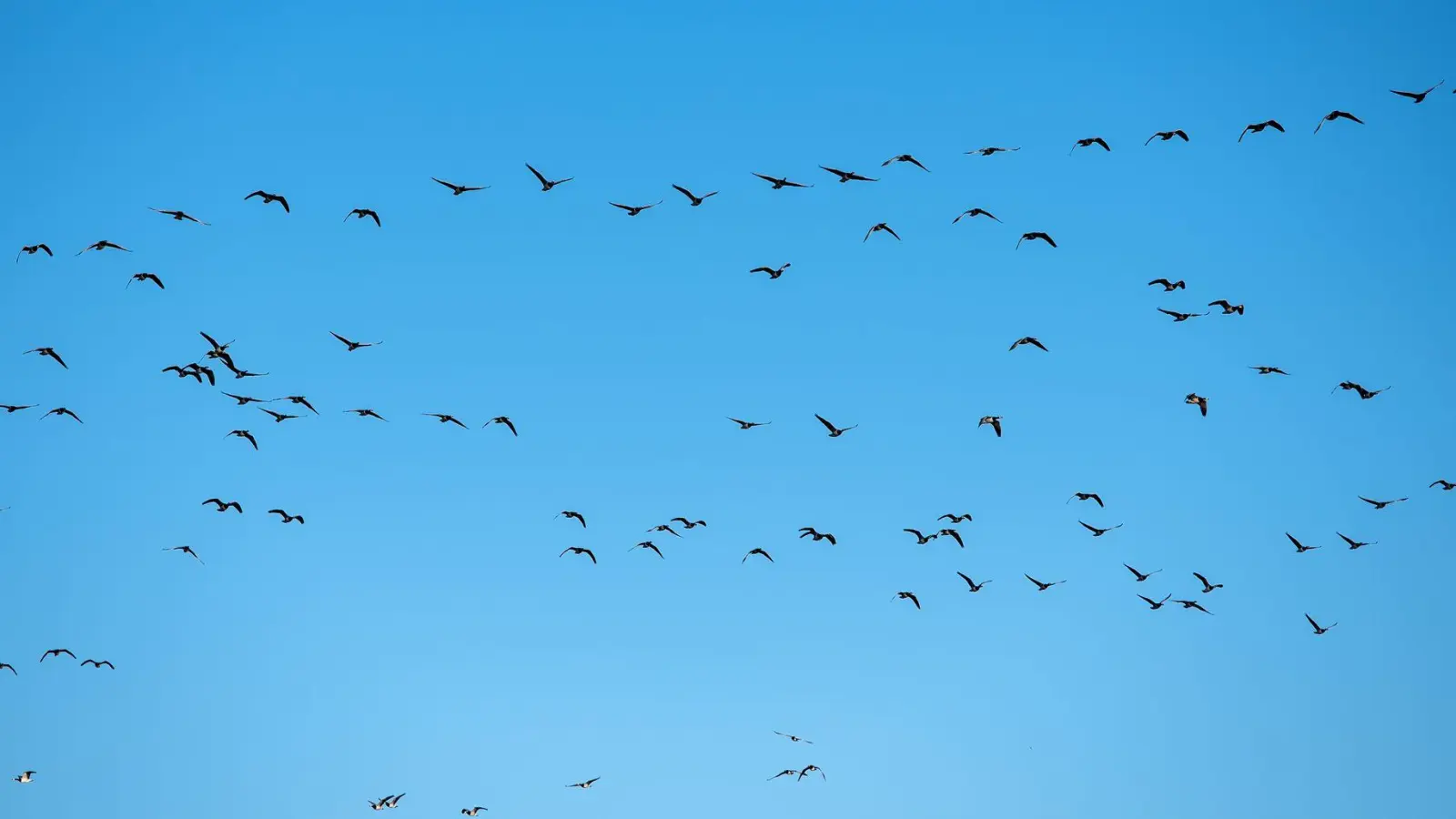 Derzeit grassiert die größte je dokumentierte Vogelgrippewelle. (Symbolbild) (Foto: Daniel Bockwoldt/dpa)