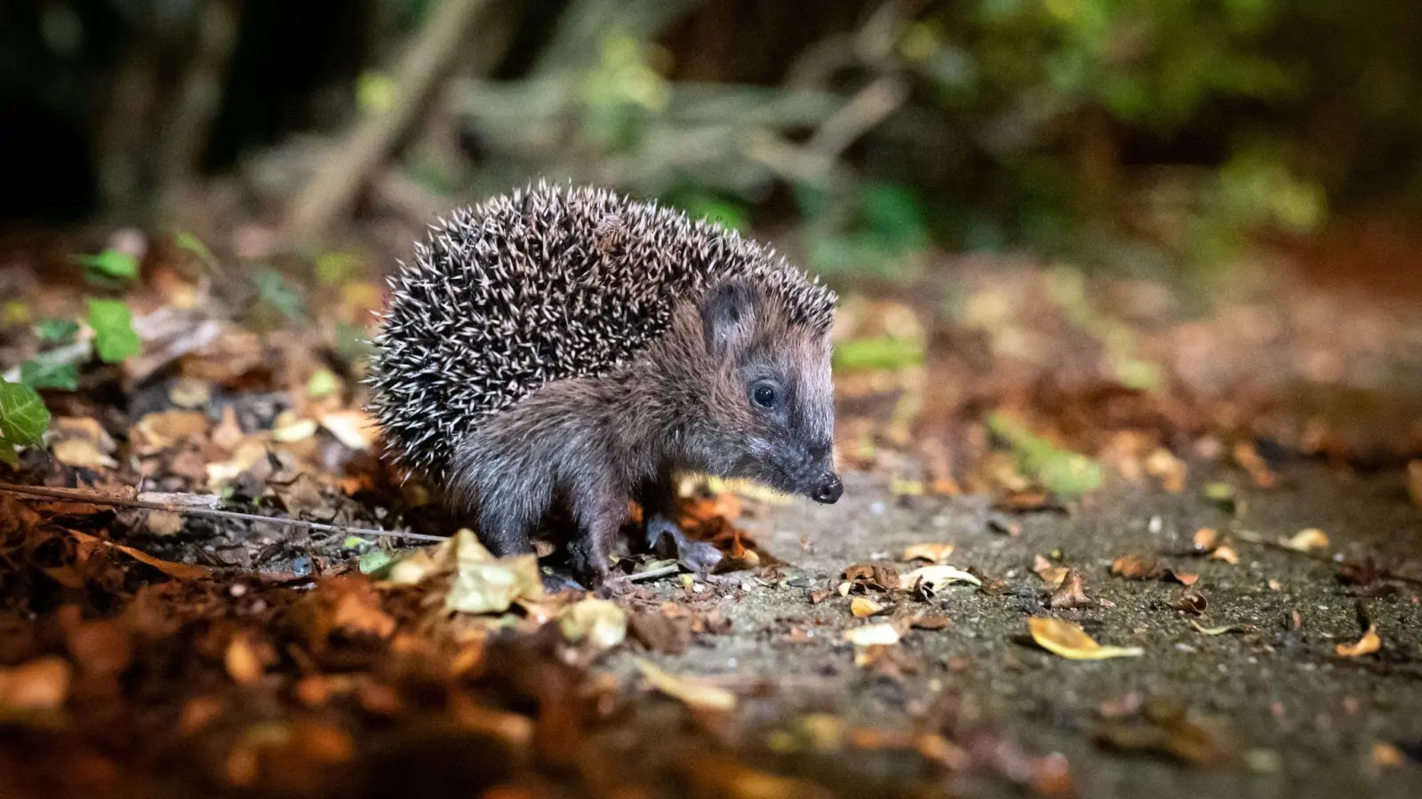 Der Igel ist zum Tier des Jahres 2024 gewählt worden. (Foto: Jonas Walzberg/dpa)