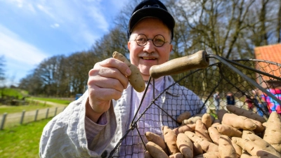 Torsten Riebesel, Mitarbeiter im Freilichtmuseum am Kiekeberg, mit einem ganzen Korb voller „Angeliter Tannenzapfen“. (Foto: Philipp Schulze/dpa)