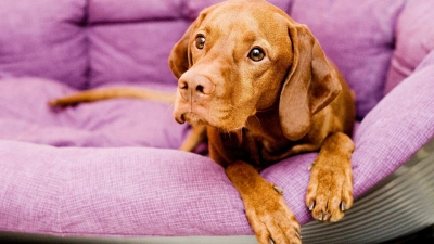 Nicht nur in der Eingewöhnungszeit: Hunde brauchen einen Rückzugsort, an dem sie ungestört sind. (Foto: Monique Wüstenhagen/dpa-tmn)