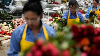 Arbeiterinnen verpacken in Kolumbiens Hauptstadt Bogotá Rosen für den Versand. (Foto: Fernando Vergara/AP/dpa)