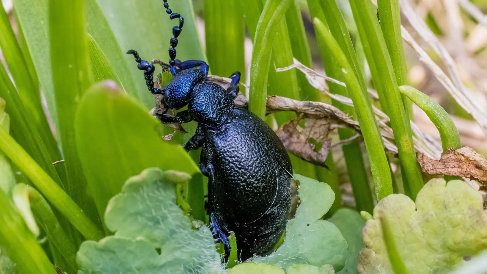 Der Schwarzblaue Ölkäfer ist interessant zu beobachten, anfassen sollte man das giftige Insekt aber auf keinen Fall. (Foto: Frank Hammerschmidt/dpa/dpa-tmn)