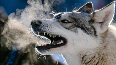 Schlittenhunderennen in Tschechien: der warme Atem eines Schlittenhundes (Foto: Taneèek David/CTK/dpa)