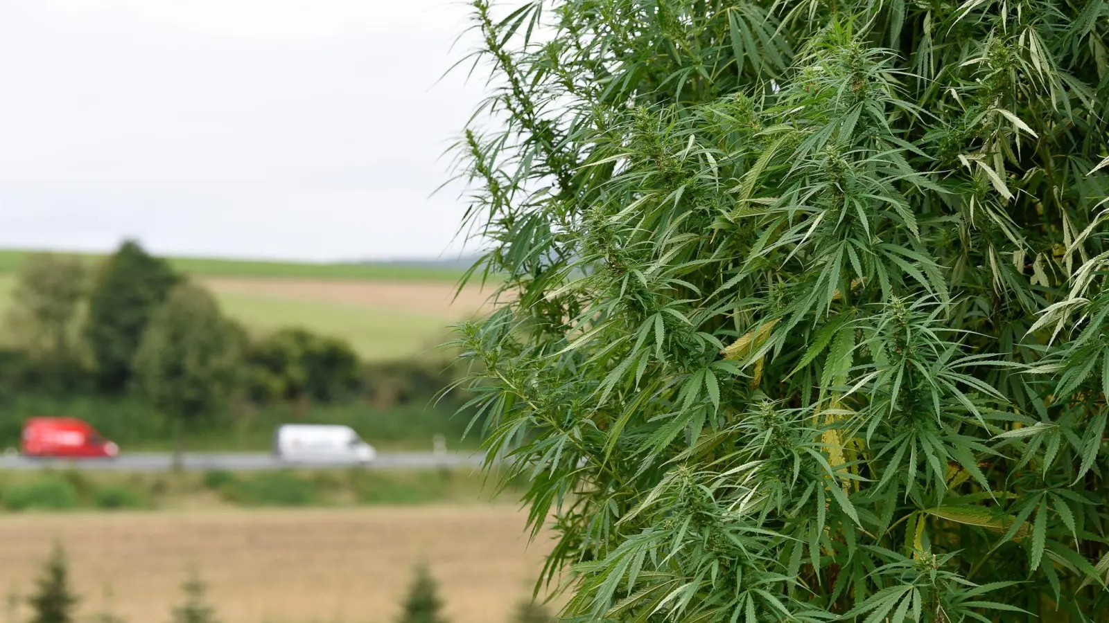 Für Landwirte soll der Anbau von Nutzhanf einfacher werden. (Archivbild) (Foto: Swen Pförtner/dpa)