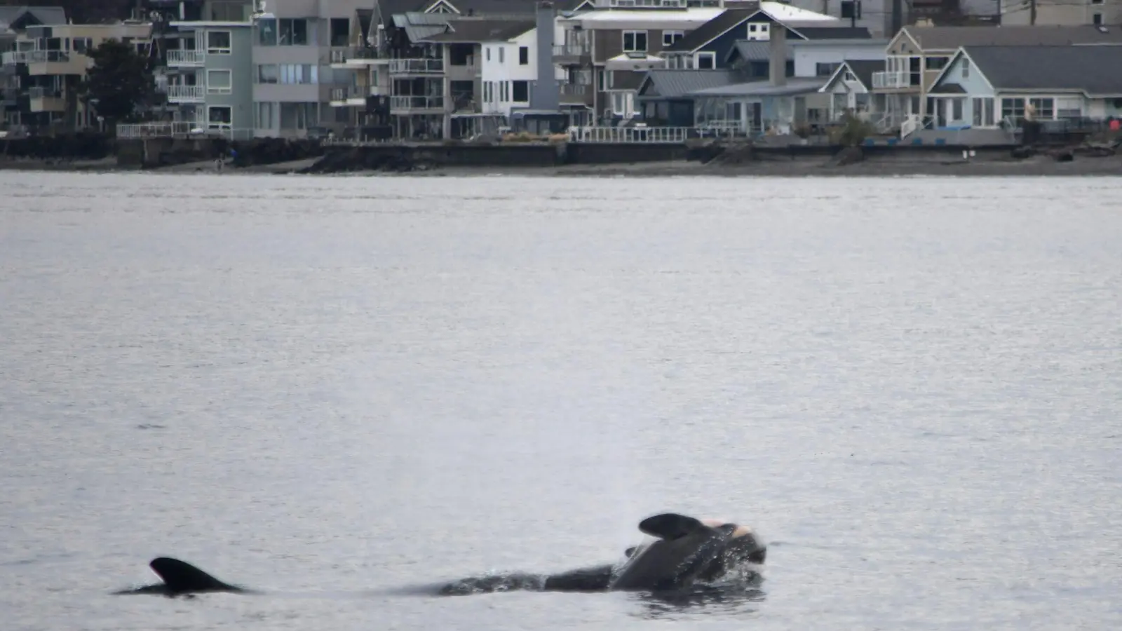 Das NOAA-Forschungsteam schreibt auf Instagram, es wolle die Trauer des Schwertwal-Weibchens respektieren. (Handout) (Foto: Candice Emmons/NOAA Fisheries West Coast/AP/dpa)