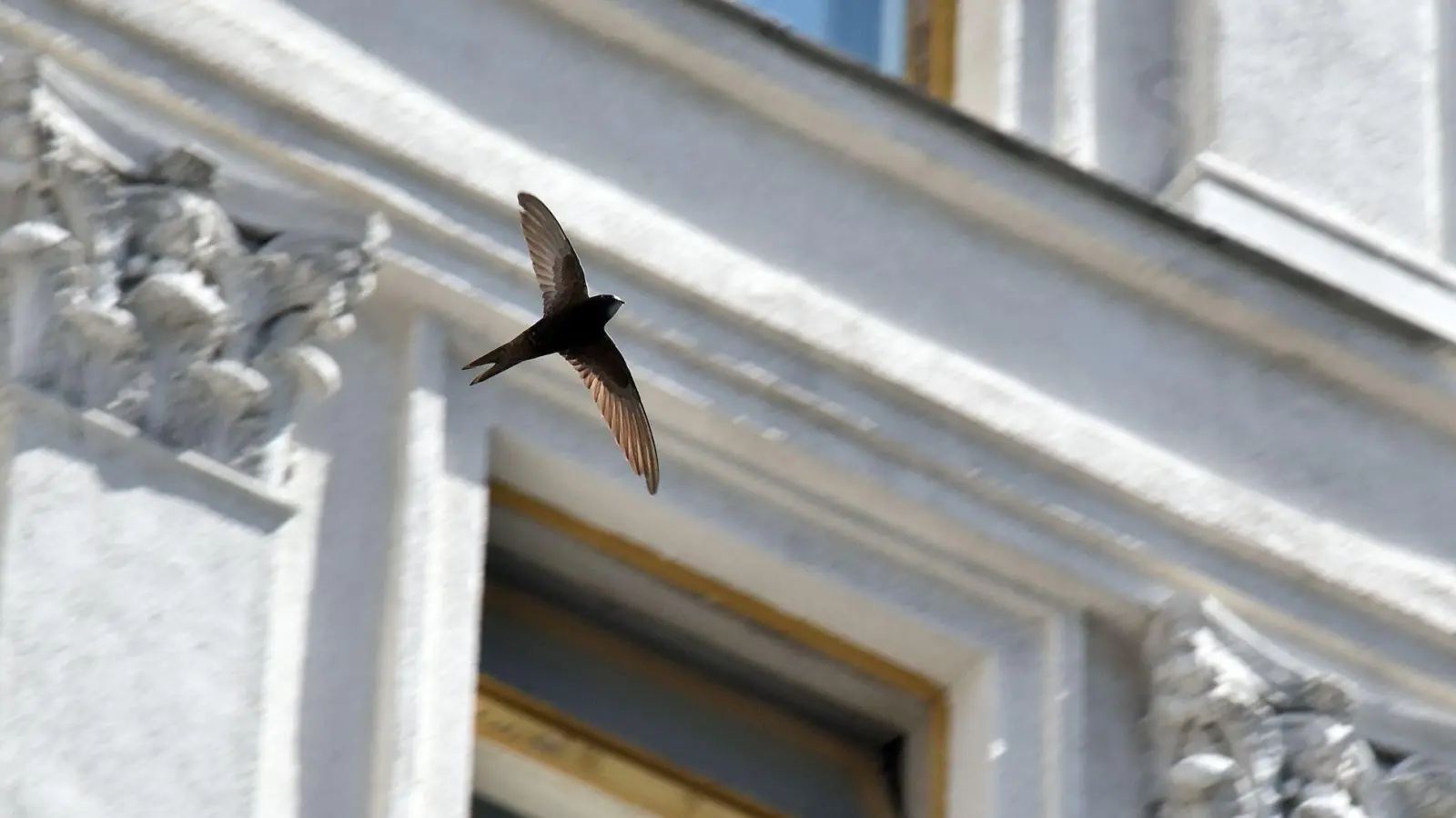 Mit Linienmustern oder Punktrastern auf Glasflächen könnte man den Vogelschlag reduzieren. (Symbolbild) (Foto: -/ukrin/dpa)