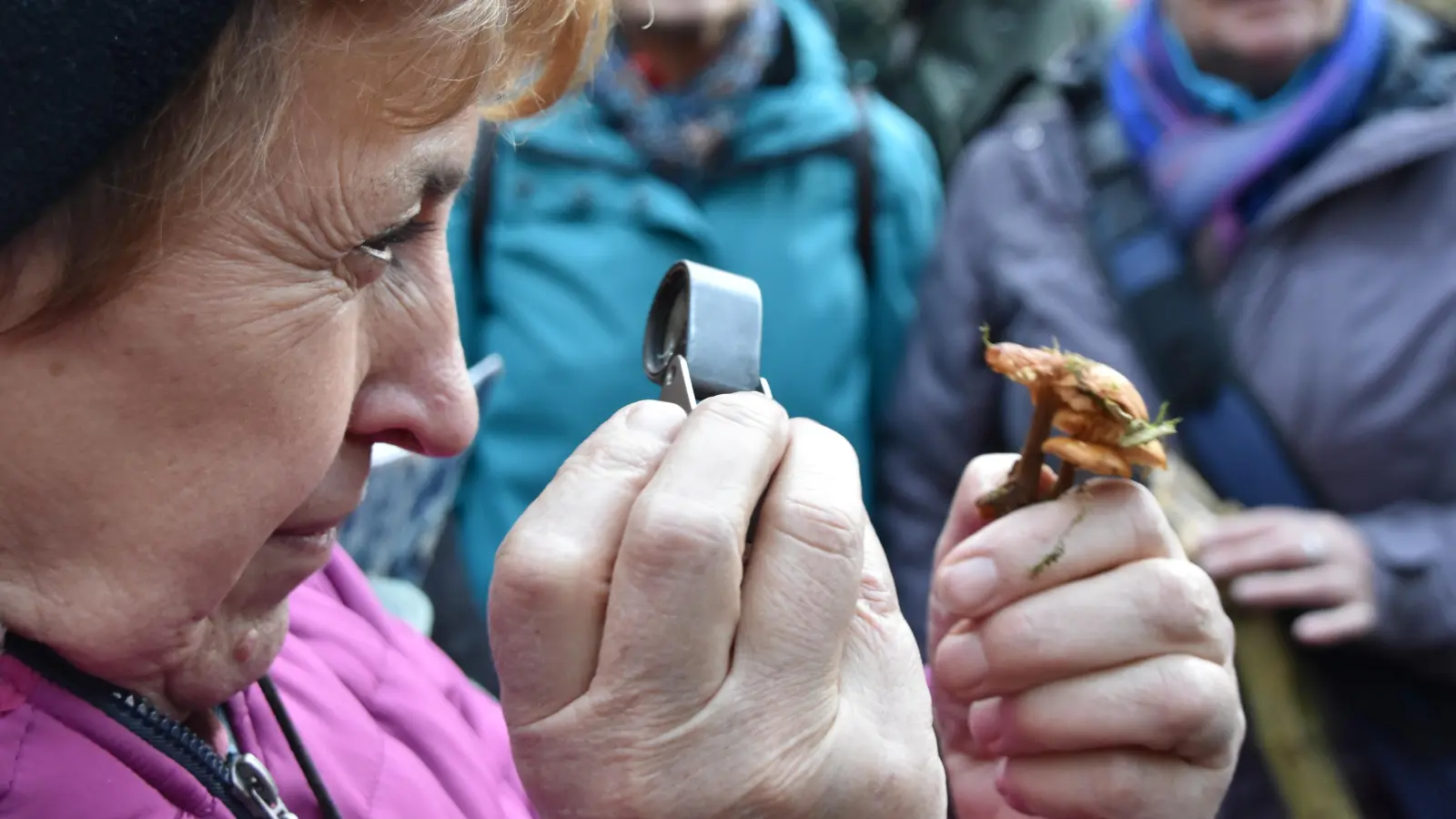 Griffbereit für den genauen Blick: Die Botanikerlupe mit zigfacher Vergrößerung ist ideal, um Details zur Pilzbestimmung zu betrachten. (F.: Silvia Schäfer)