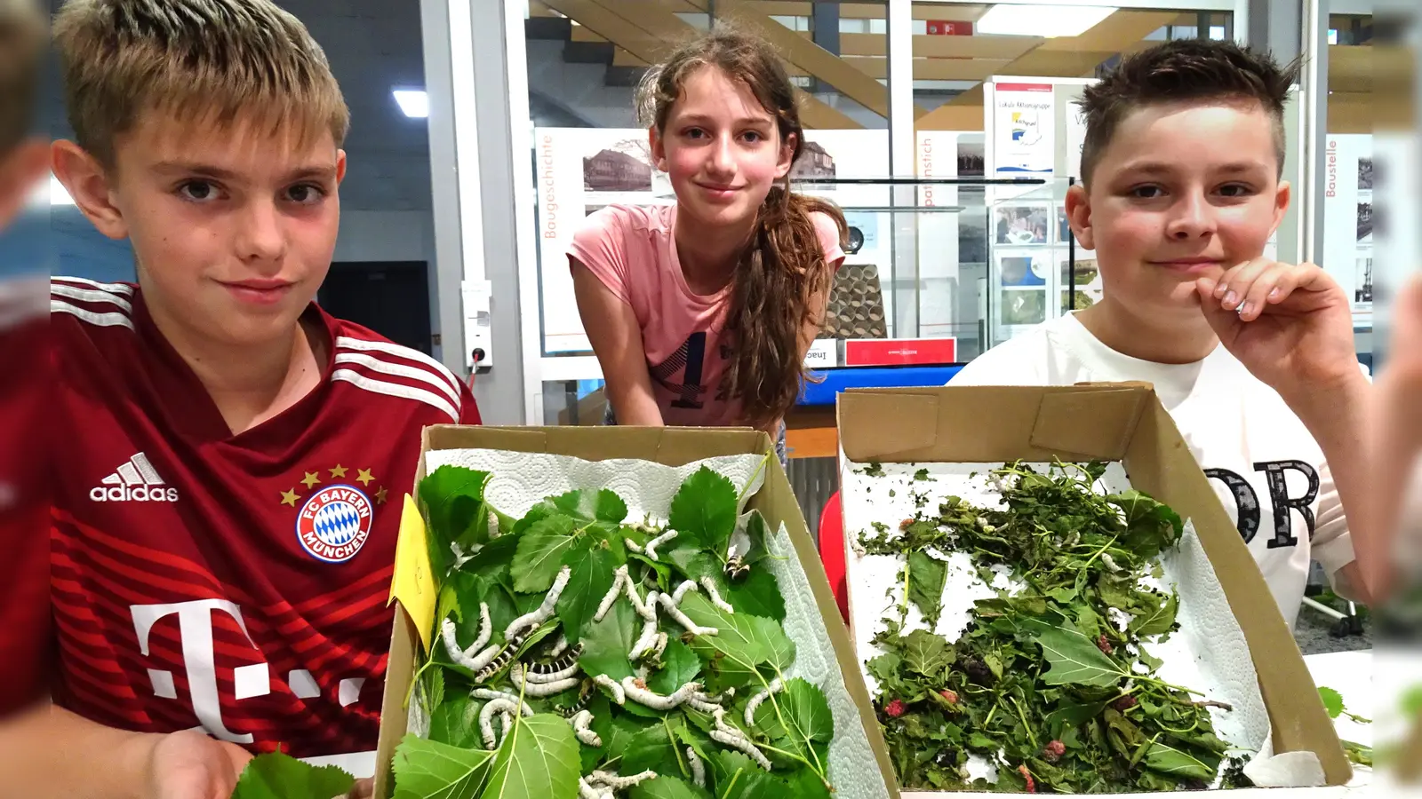 Bei den Seidenraupen gibt es immer etwas zu tun: Nico, Mia und Cody (von links) füttern die Raupen mit frischen Blättern eines Maulbeerbaums. (Foto: Waltraud Enkert)