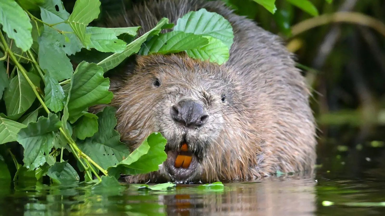 Ärger um Abschuss von Bibern im Allgäu: Bund Naturschutz klagt. (Symbolbild) (Foto: Patrick Pleul/dpa-Zentralbild/dpa)