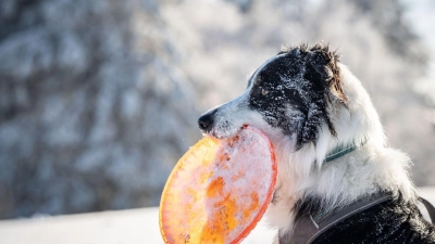 Forscher nehmen an, dass Hunde der meisten Rassen zwar heulen können, diese Fähigkeit aber wegen ihres veränderten sozialen Umfelds ihre Funktion verloren hat. (Foto: Frank Rumpenhorst/dpa/Frank Rumpenhorst/dpa)