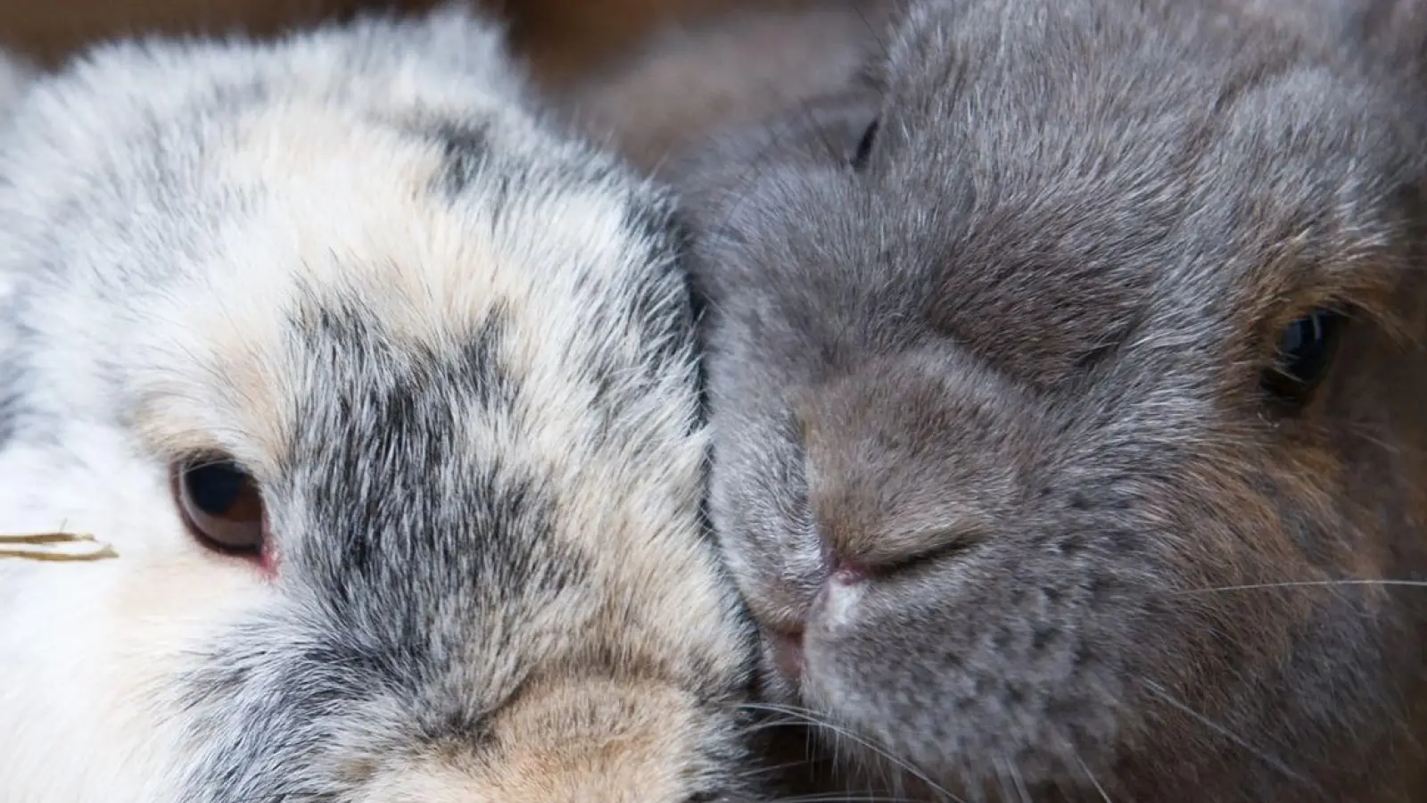 Verstehen sich oft am besten: Kaninchen gleichen Alters. (Foto: Franziska Gabbert/dpa-tmn)