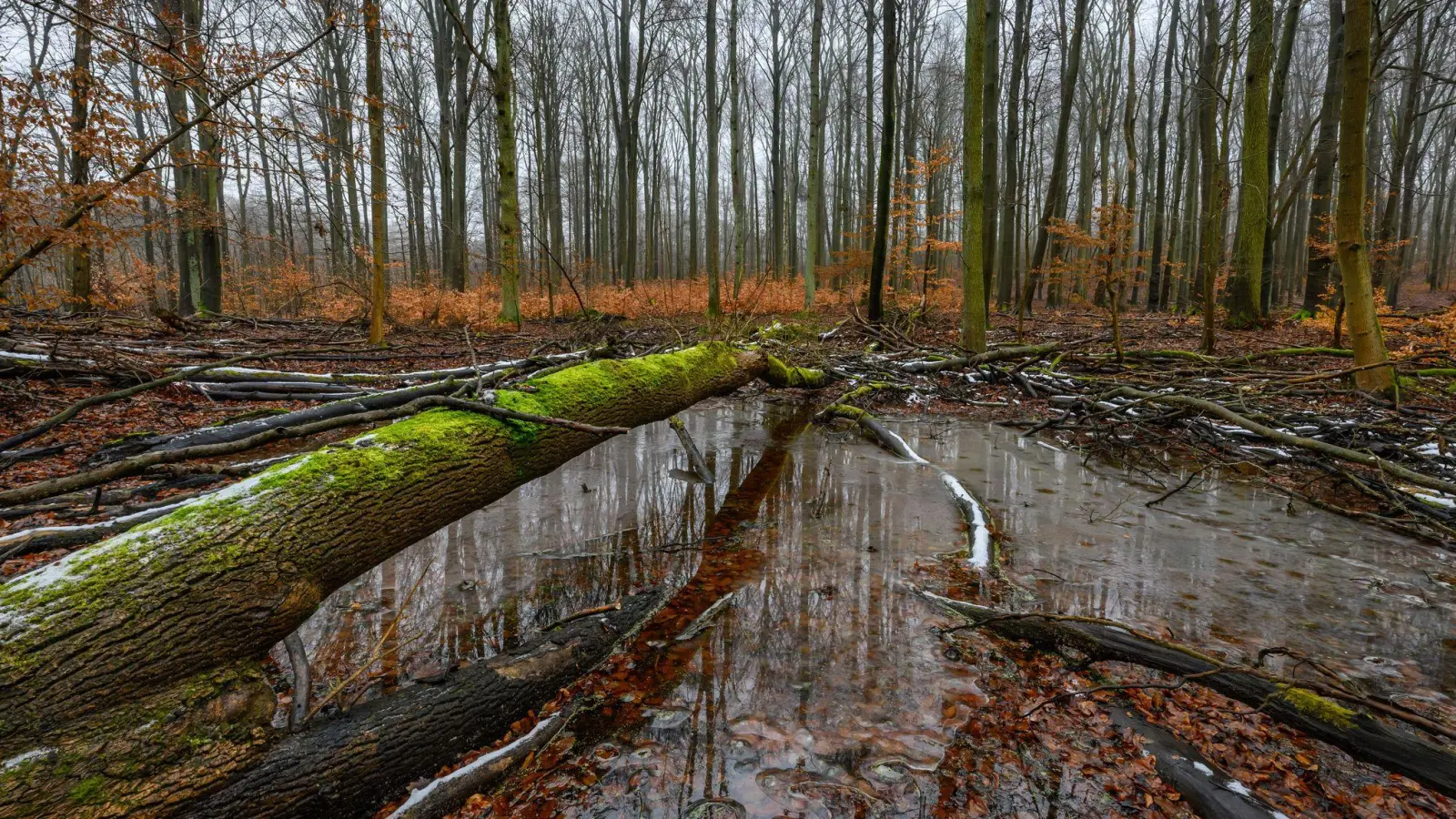 Jugendliche setzen sich für alte Apfelsorten, Biosphärenreservate und vieles mehr ein. (Achivbild) (Foto: Patrick Pleul/dpa)