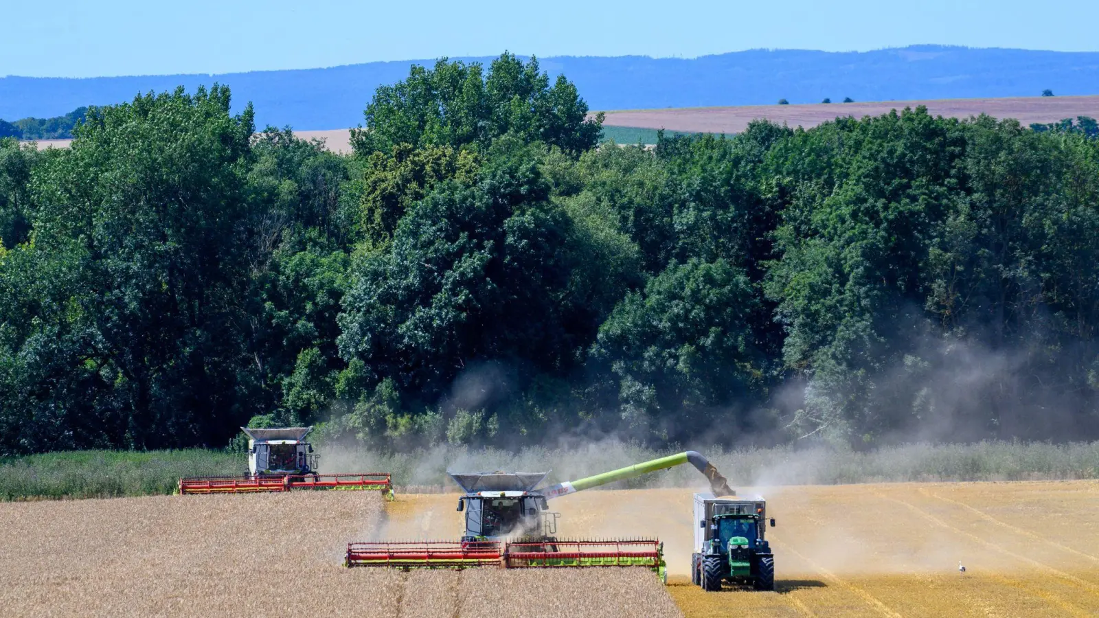 Zu viel Regen beeinträchtigt die Erwartungen an die Ernte 2024. (Archivbild) (Foto: Klaus-Dietmar Gabbert/dpa)