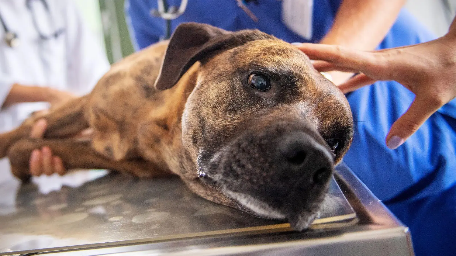 Wer beobachtet, dass der Hund Weintrauben gefressen hat, sollten mit dem Tier so schnell wie möglich zum Tierarzt. (Foto: Zacharie Scheurer/dpa-tmn)