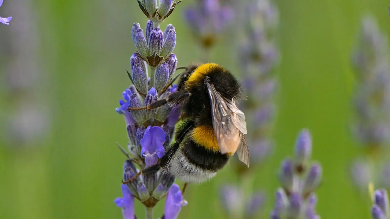 Eine Hummel sucht Nektar an Lavendelblüten auf einem Feld. (Foto: Patrick Pleul/dpa)