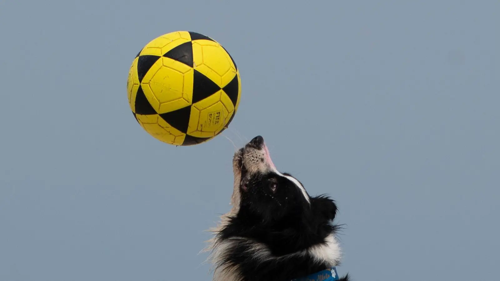 Hunde in Aktion: Border Collie „Floki“ spielt Footvolley in Rio de Janeiro (Foto: Bruna Prado/AP/dpa)